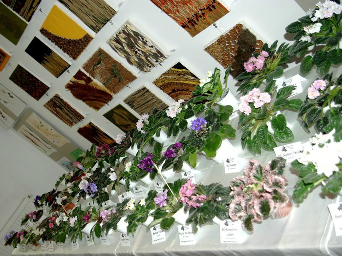 SG103824res - A 2012 - 11-13 Mai Expozitie e Violete Africane si alte Gesneriaceae- Bucuresti- Romania