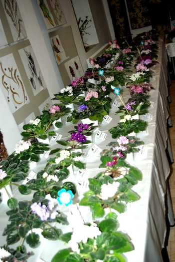 SG103831res - A 2012 - 11-13 Mai Expozitie e Violete Africane si alte Gesneriaceae- Bucuresti- Romania