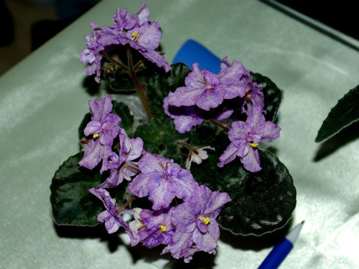 SG104015res - A 2012 - 11-13 Mai Expozitie e Violete Africane si alte Gesneriaceae- Bucuresti- Romania