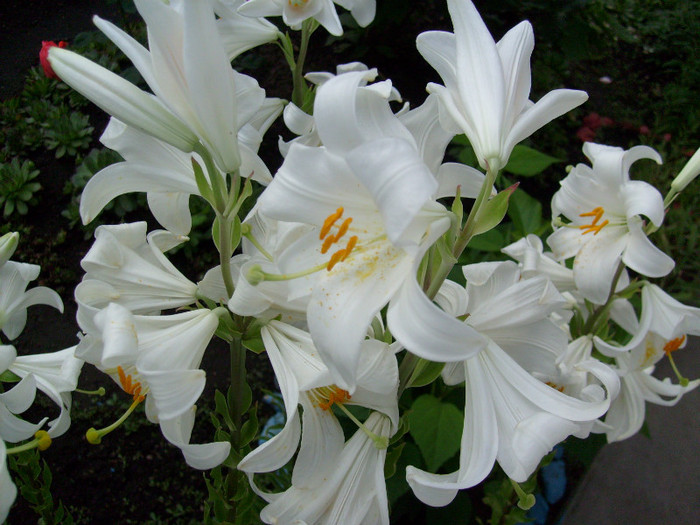 lilium candidum