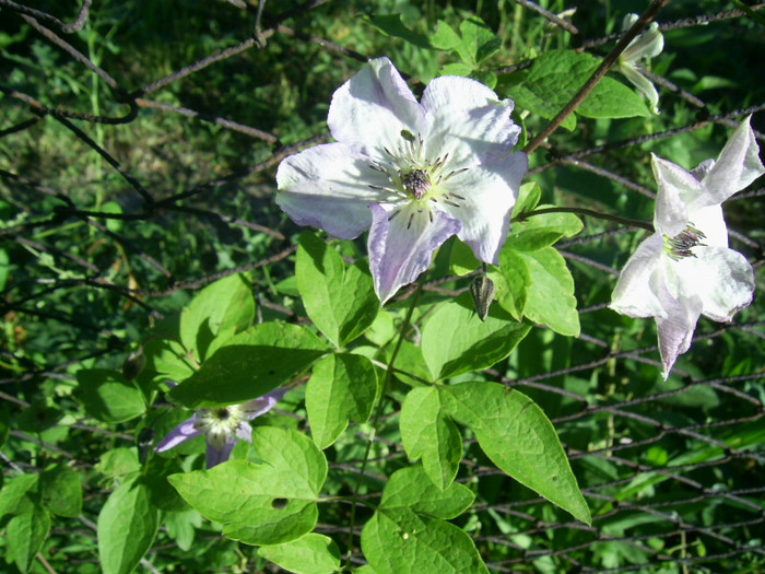 16-23.06.2012 (584) - Venosa Violacea