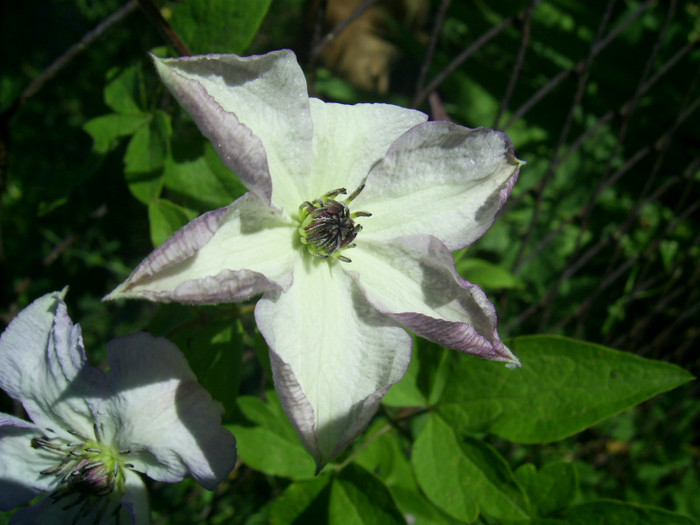 16-23.06.2012 (585) - Venosa Violacea