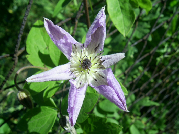 16-23.06.2012 (586) - Venosa Violacea