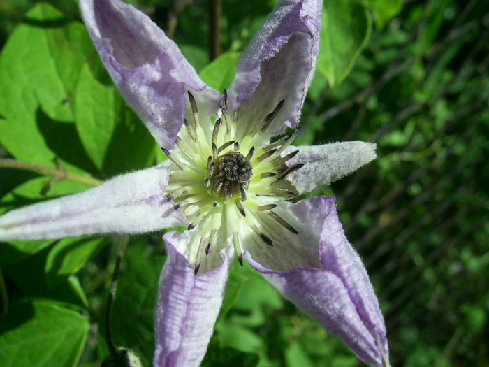 16-23.06.2012 (587) - Venosa Violacea