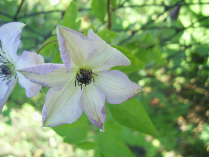 16-23.06.2012 (589) - Venosa Violacea