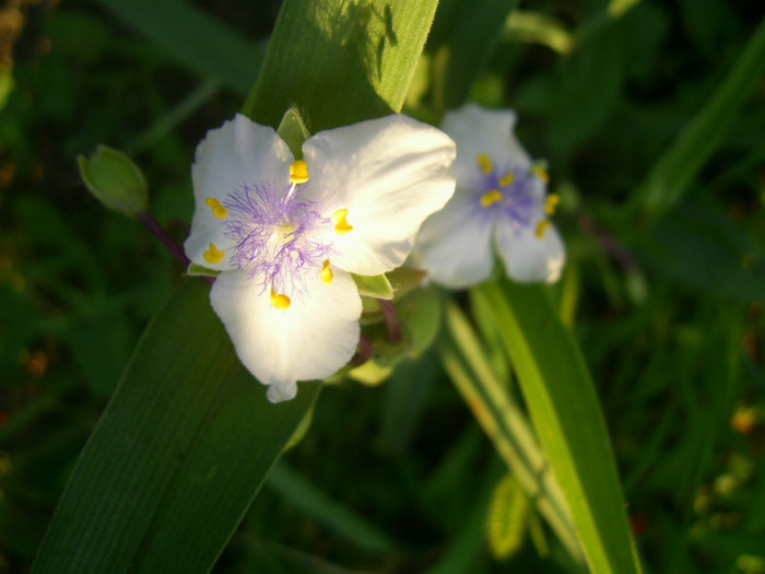 16-23.06.2012 (646) - Tradescantia Osprey