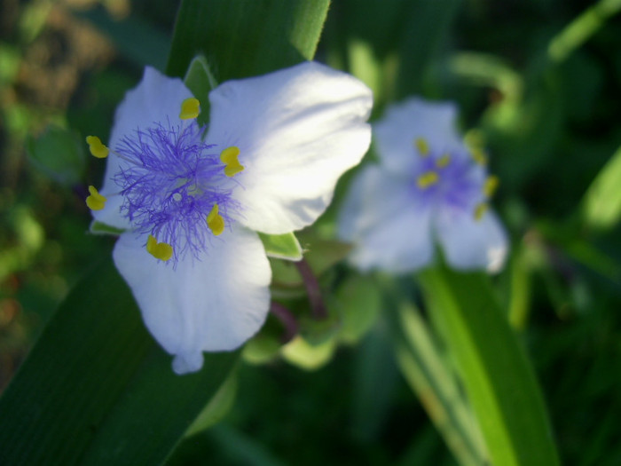 16-23.06.2012 (647) - Tradescantia Osprey