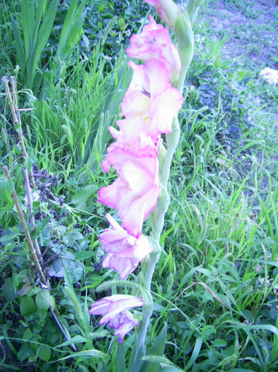 16-23.06.2012 (201) - gladiole