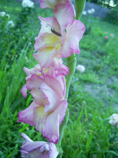 16-23.06.2012 (202) - gladiole