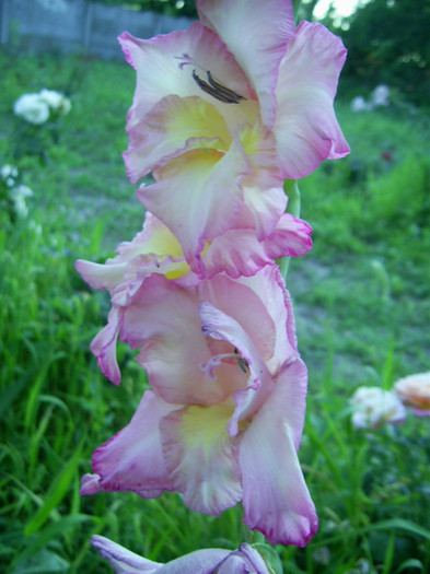 16-23.06.2012 (204) - gladiole