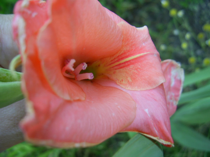 16-23.06.2012 (882) - gladiole