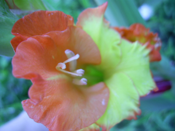 16-23.06.2012 (883) - gladiole