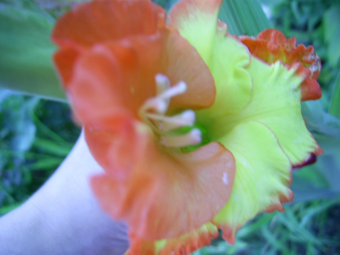 16-23.06.2012 (884) - gladiole