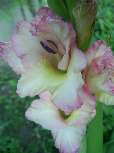 16-23.06.2012 (900) - gladiole