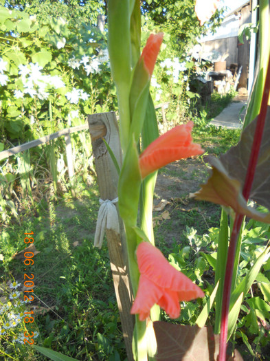 DSCN1454 - Gladiole 2012