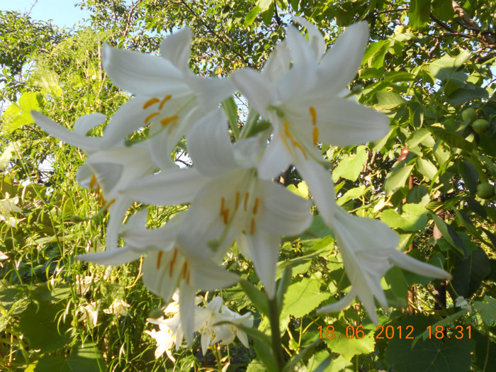 DSCN1451
