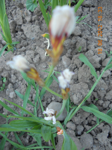 DSCN1458
