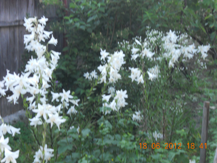 DSCN1478