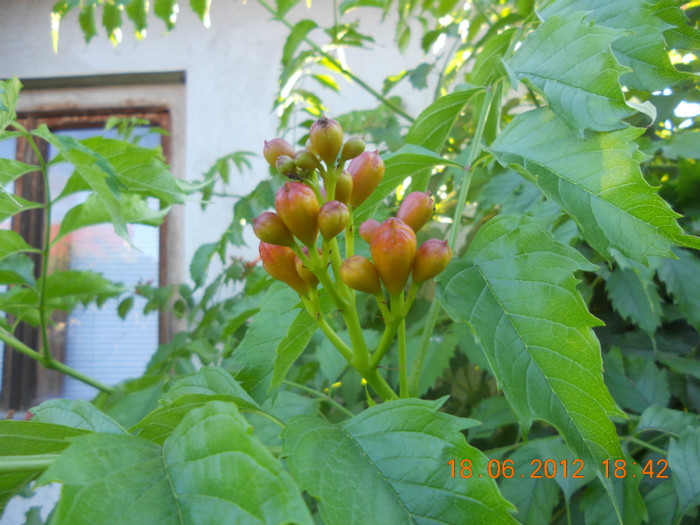 DSCN1484