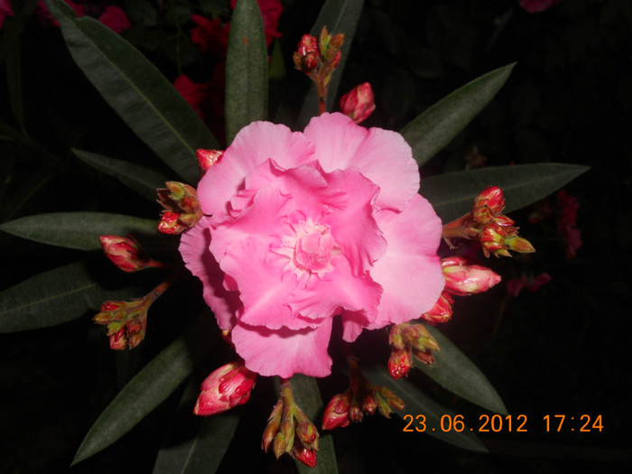 DSCN1505 - Oleandri 2011-2012-2013-2014-2015