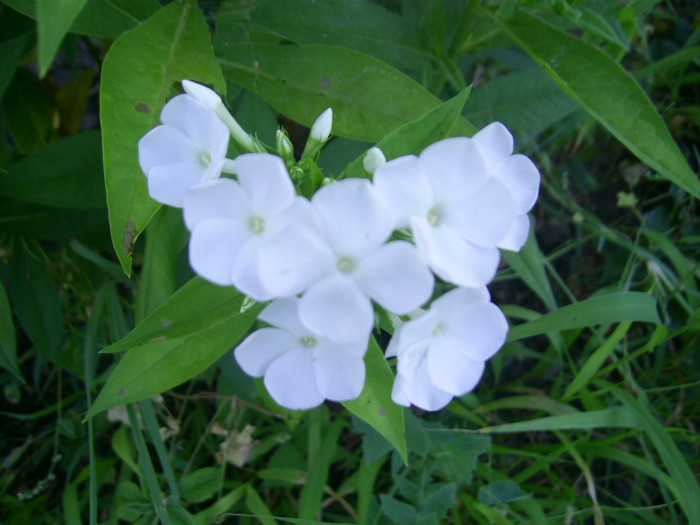 16-23.06.2012 (770) - Phlox