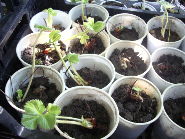 IMGP8654 - capsuni 2012 albion