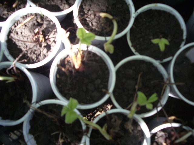 IMGP8657 - capsuni 2012 albion