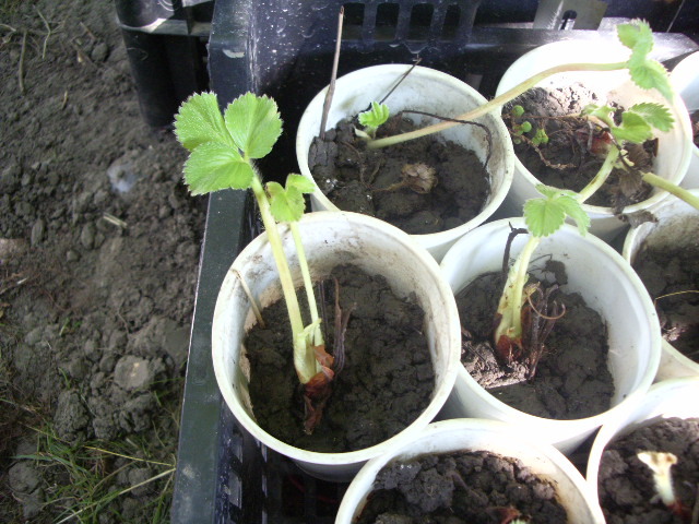 IMGP8662 - capsuni 2012 albion