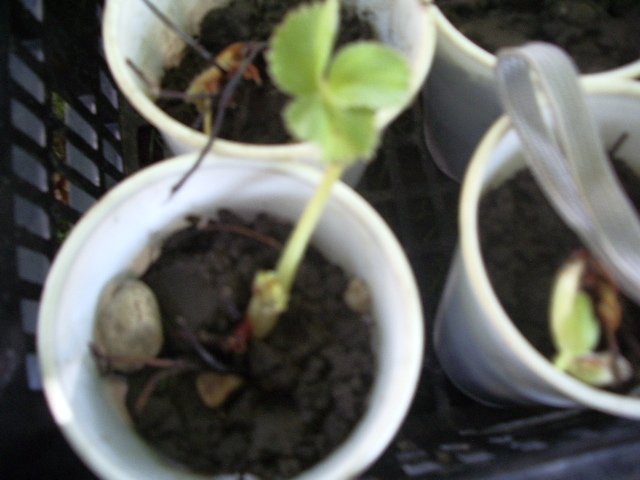 IMGP8663 - capsuni 2012 albion