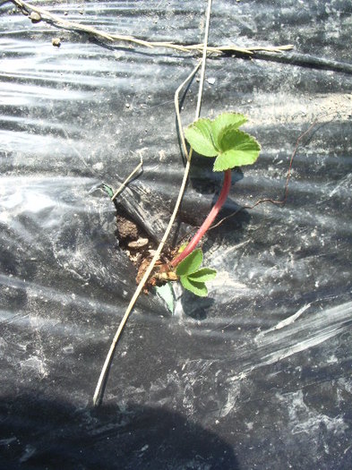 IMGP8664 - capsuni 2012 albion