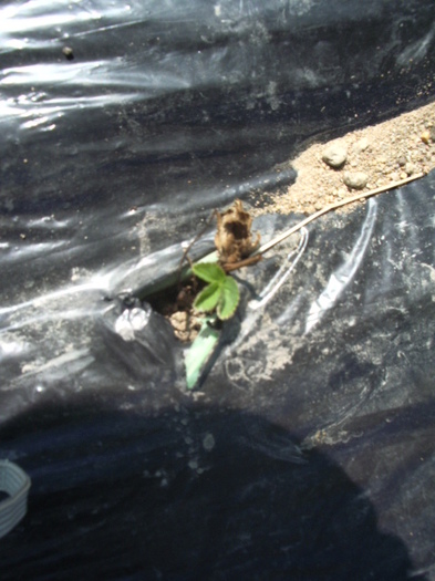 IMGP8665 - capsuni 2012 albion