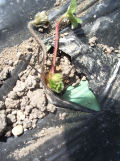 IMGP8667 - capsuni 2012 albion