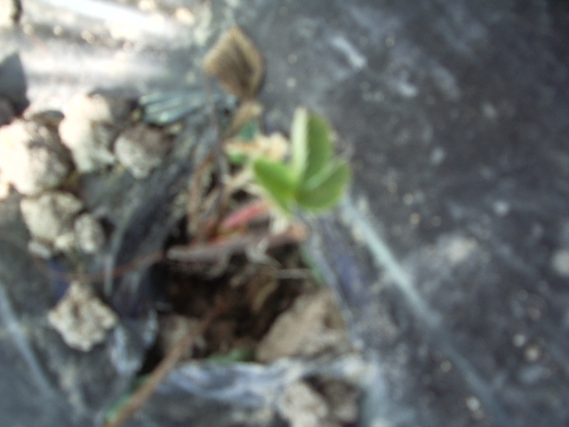 IMGP8668 - capsuni 2012 albion