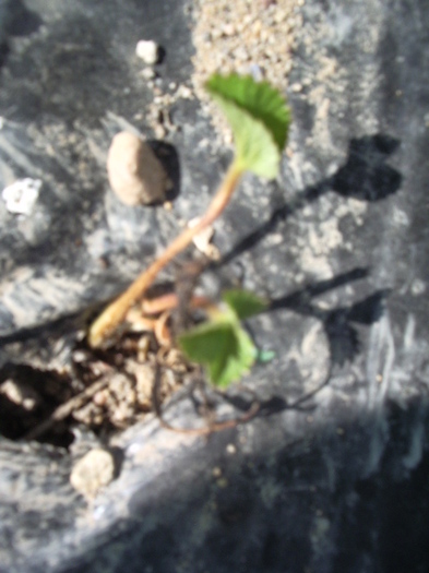 IMGP8669 - capsuni 2012 albion