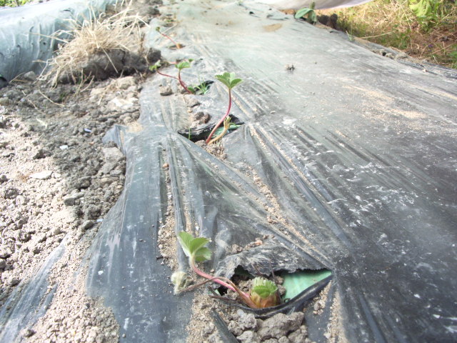 IMGP8670 - capsuni 2012 albion