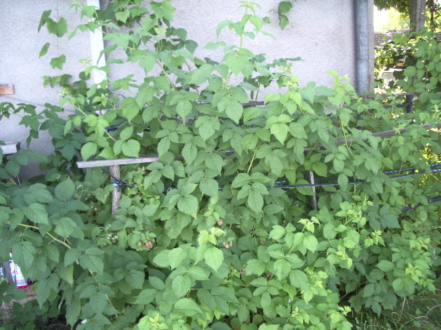 IMGP8671 - capsuni 2012 albion