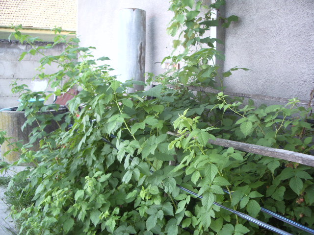 IMGP8672 - capsuni 2012 albion