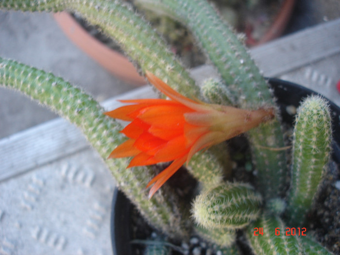 DSC04830 - cactusi si suculente