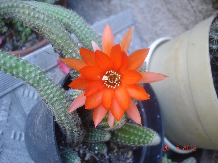 DSC04832 - cactusi si suculente