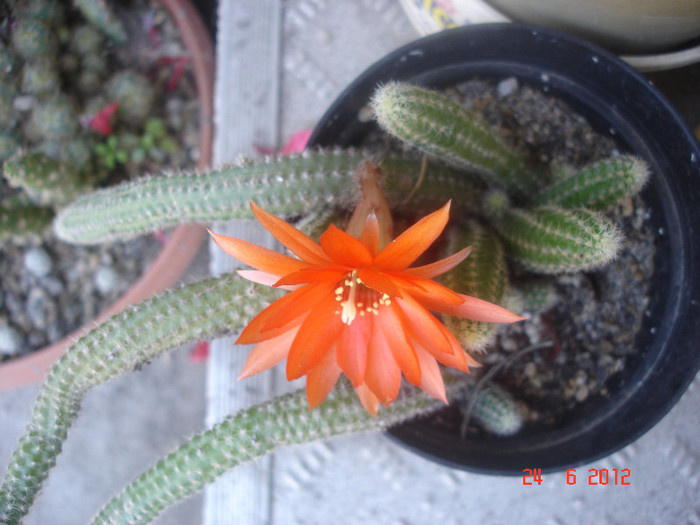 DSC04833 - cactusi si suculente