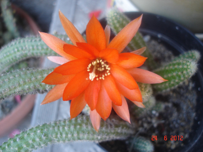 DSC04834 - cactusi si suculente