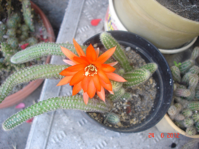 DSC04835 - cactusi si suculente