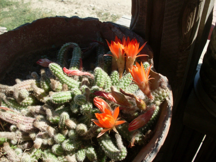 cactus1 - cactusi