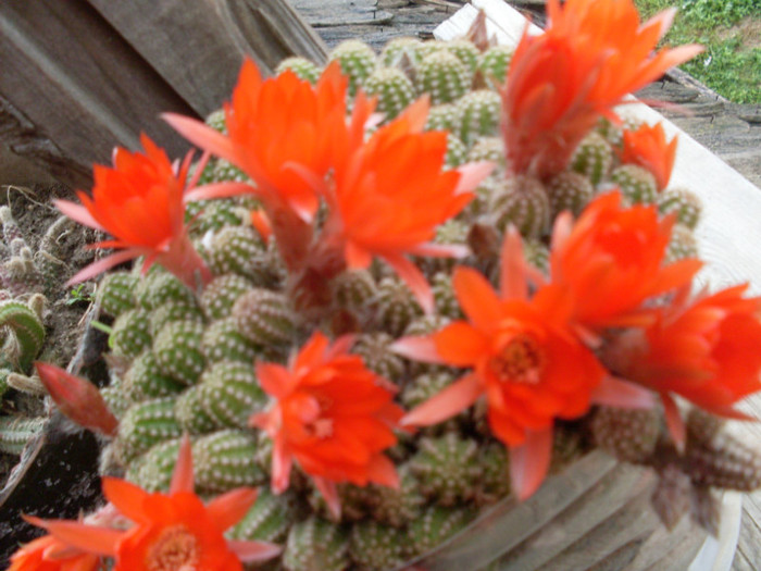 cactus4 - cactusi