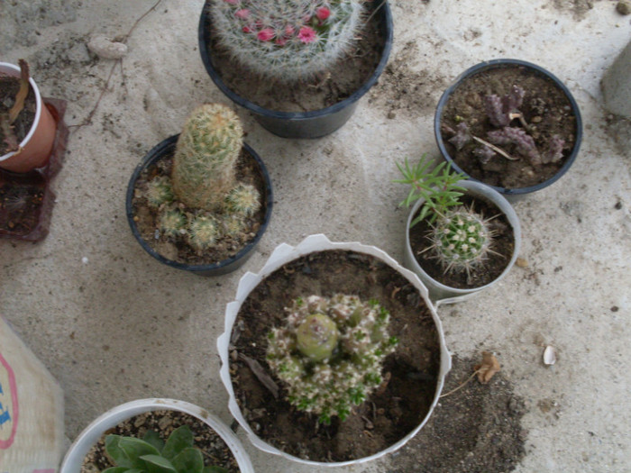 cactusi2012