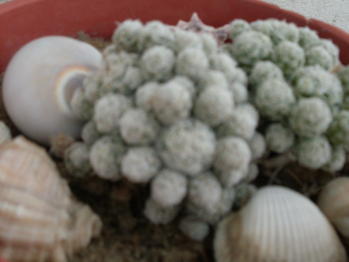 cactusi2012 (1) - cactusi