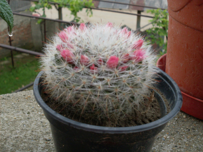 cactusi2012 (10) - cactusi
