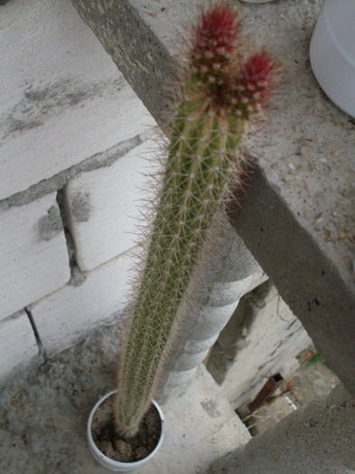 cactusi2012 (12) - cactusi