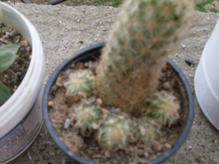cactusi2012 (14) - cactusi