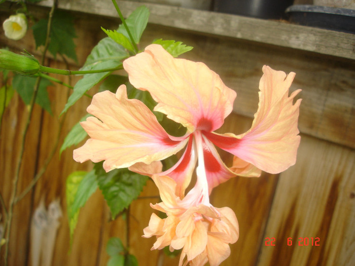 DSC04807 - Hibiscus 2012